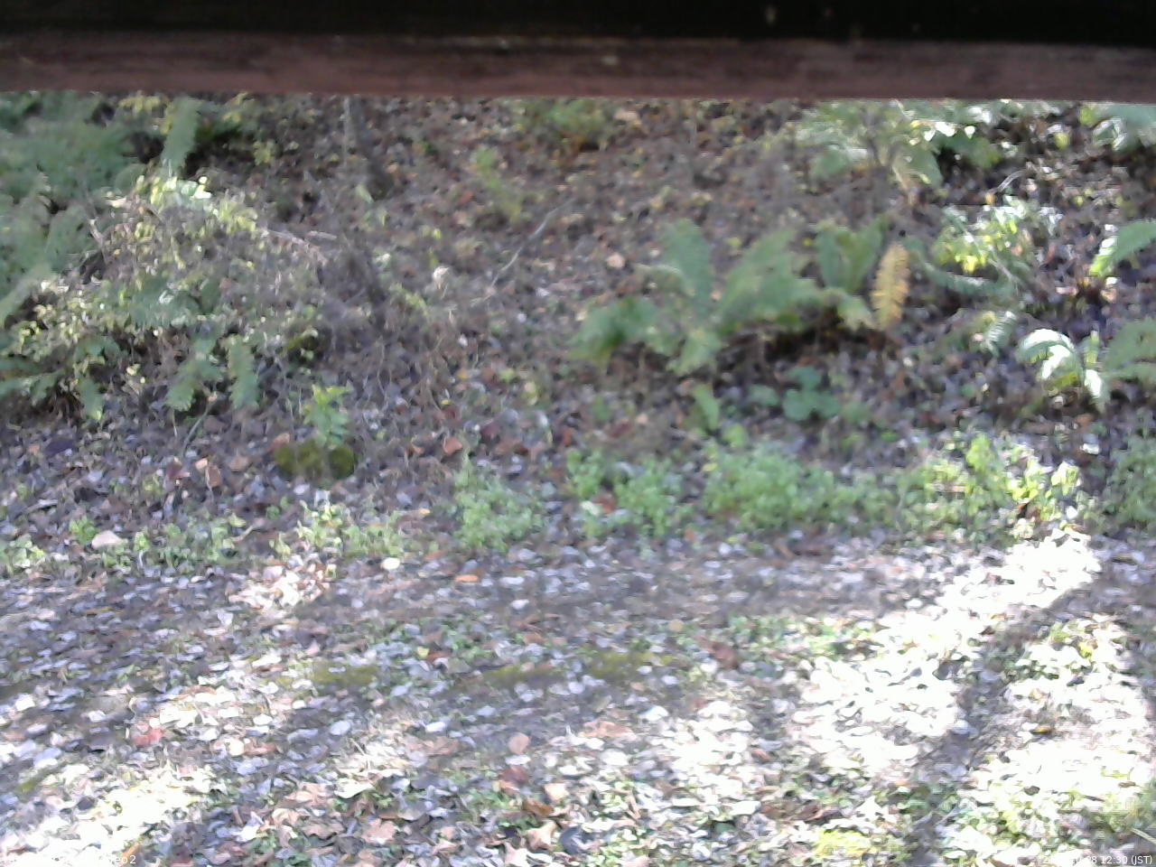 長野県菅平高原 ゆたか山荘 南側 2025/10/28 12:30