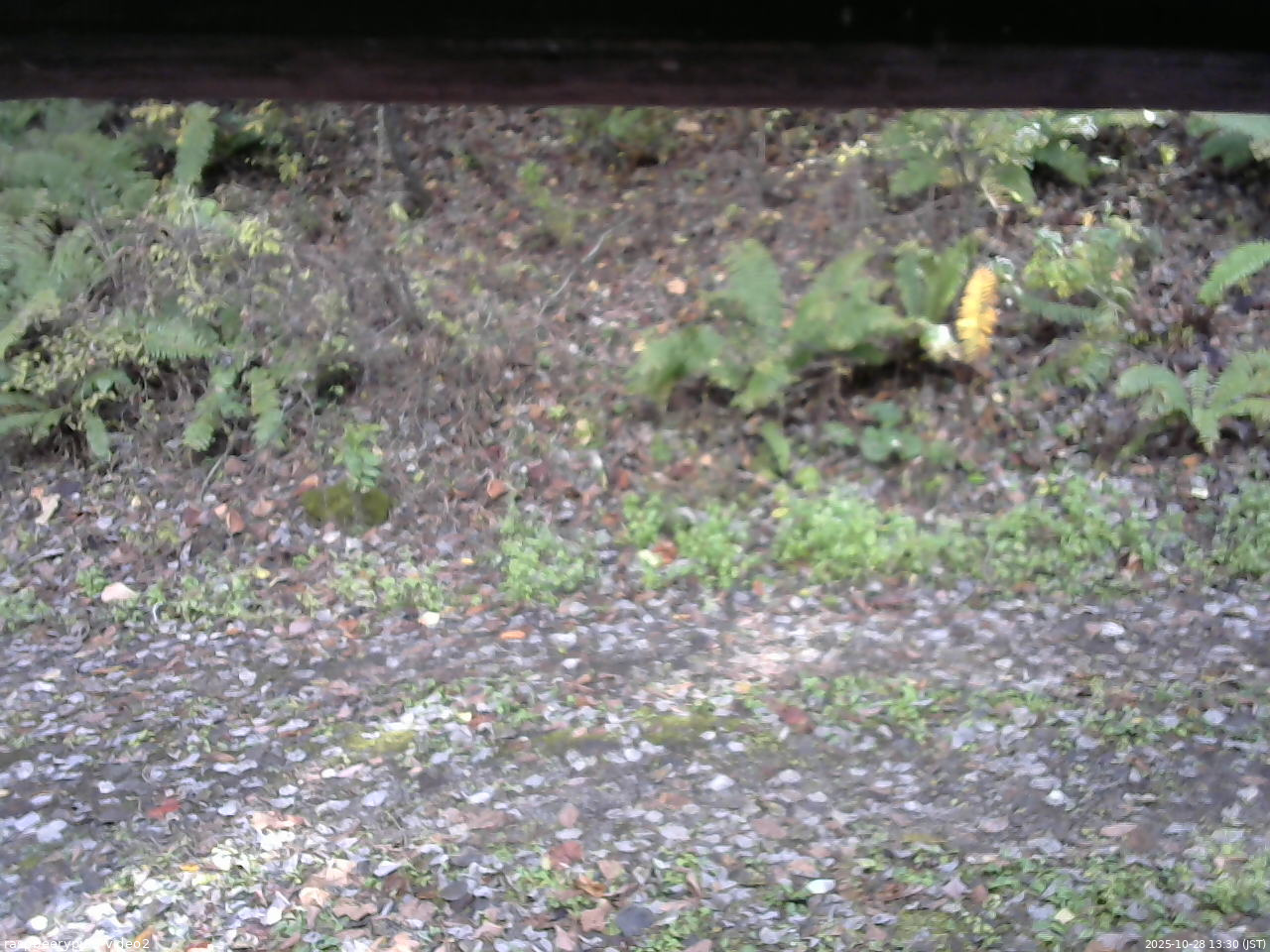 長野県菅平高原 ゆたか山荘 南側 2025/10/28 13:30