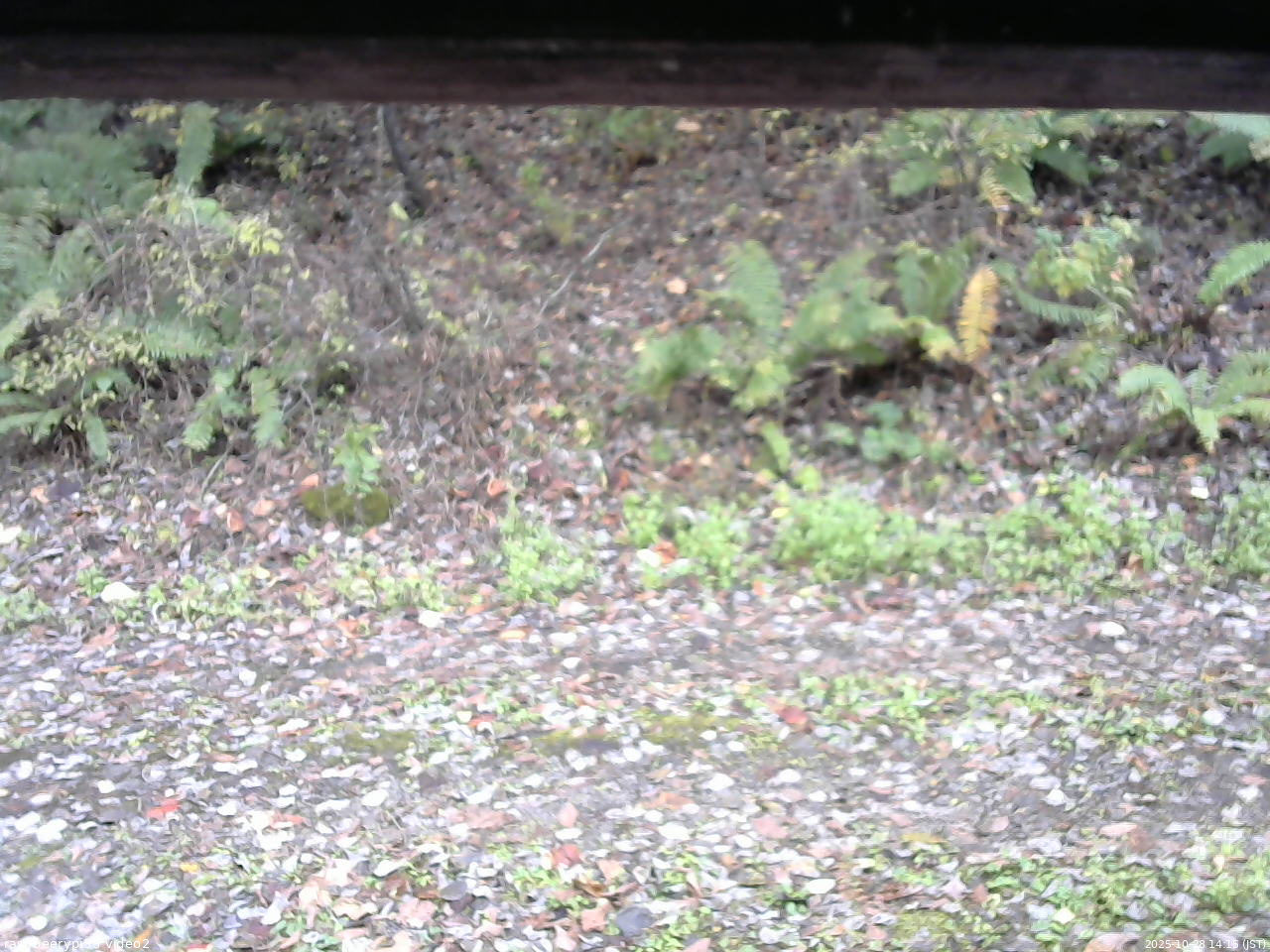長野県菅平高原 ゆたか山荘 南側 2025/10/28 14:15