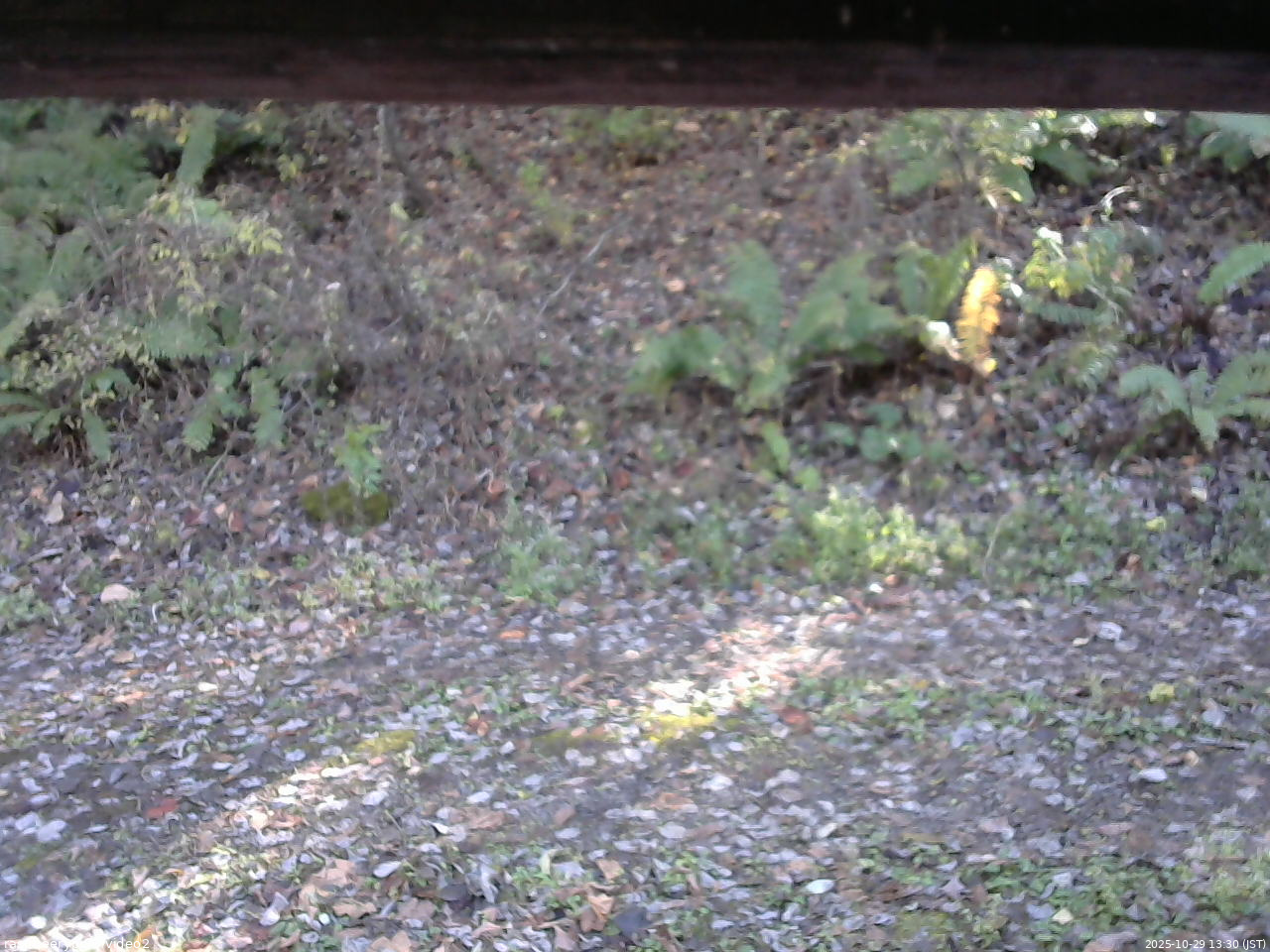 長野県菅平高原 ゆたか山荘 南側 2025/10/29 13:30