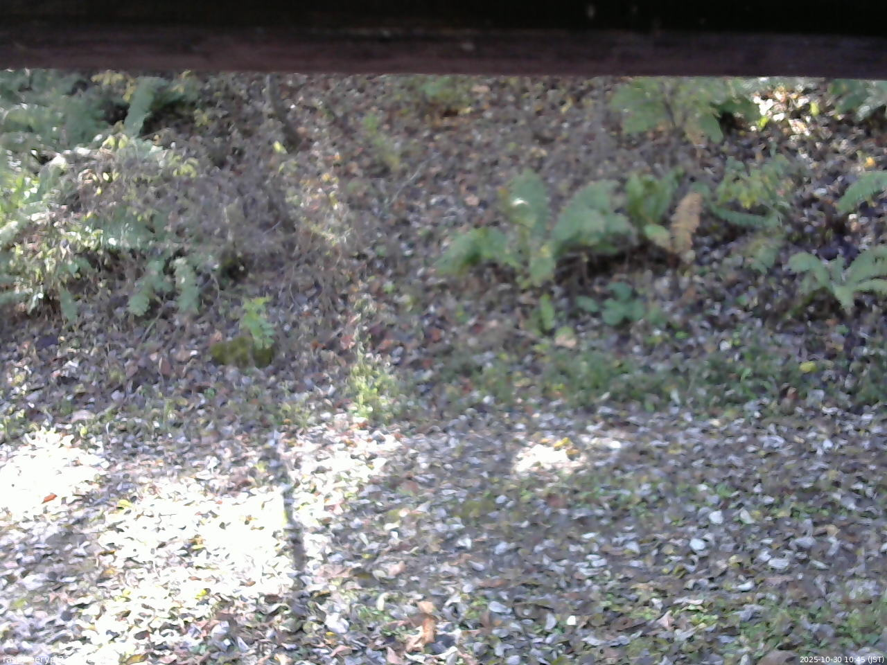 長野県菅平高原 ゆたか山荘 南側 2025/10/30 10:45