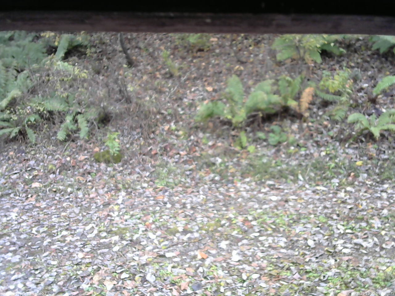長野県菅平高原 ゆたか山荘 南側 2025/10/31 09:30