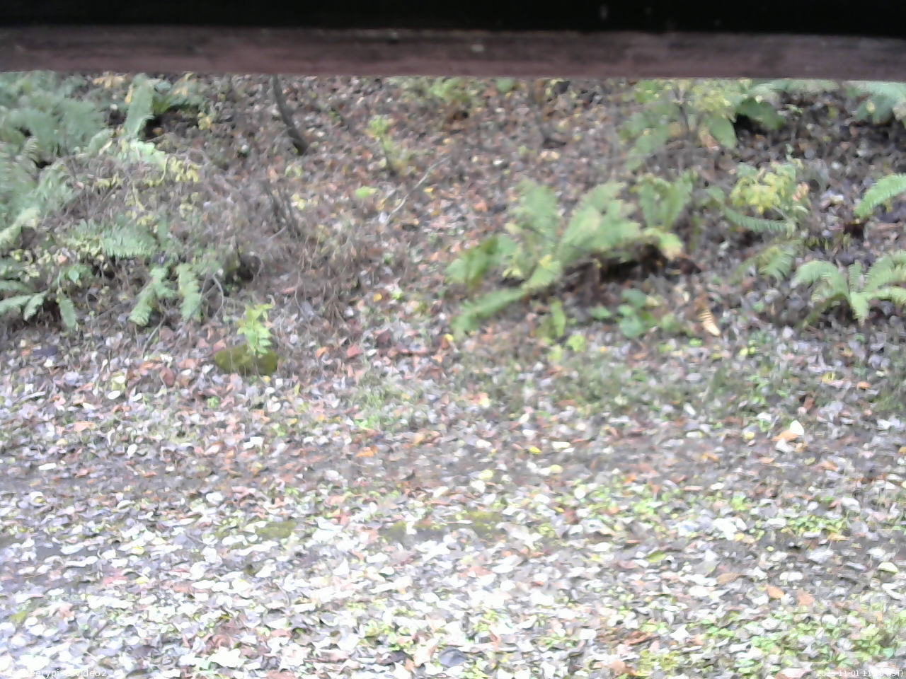 長野県菅平高原 ゆたか山荘 南側 2025/11/01 11:30