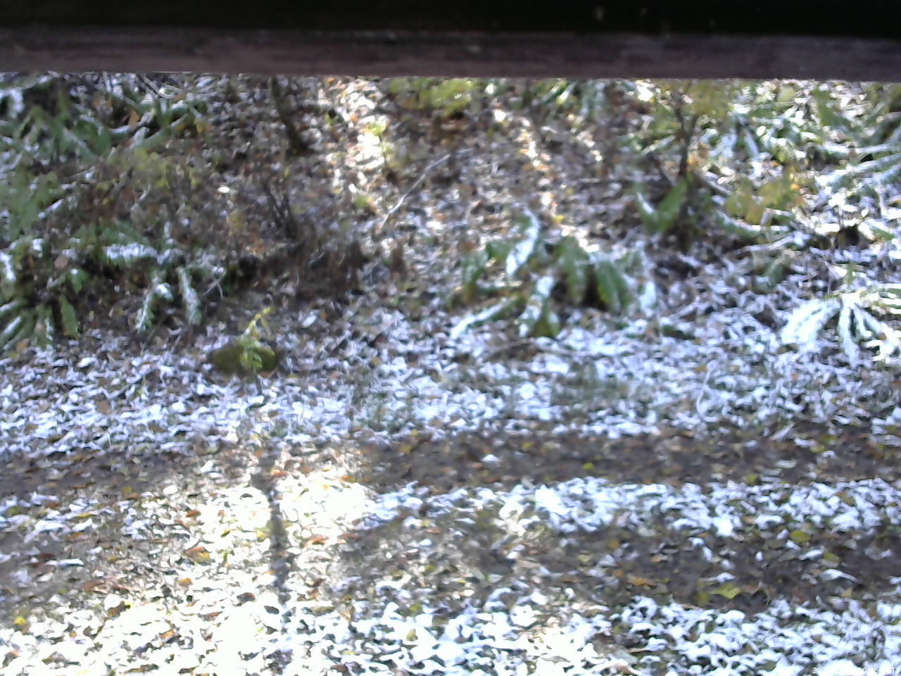 長野県菅平高原 ゆたか山荘 南側 2025/11/04 10:45