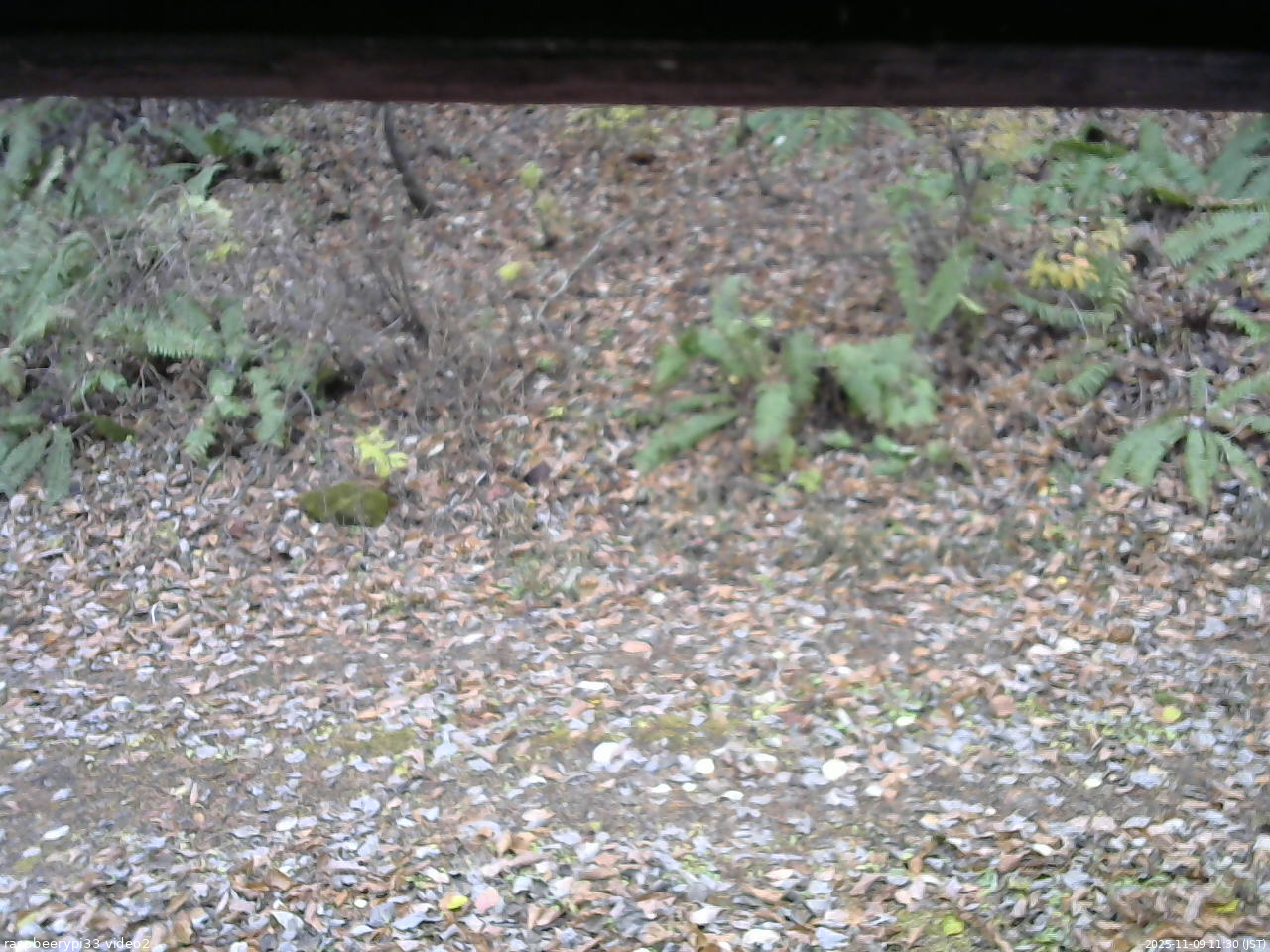 長野県菅平高原 ゆたか山荘 南側 2025/11/09 11:30