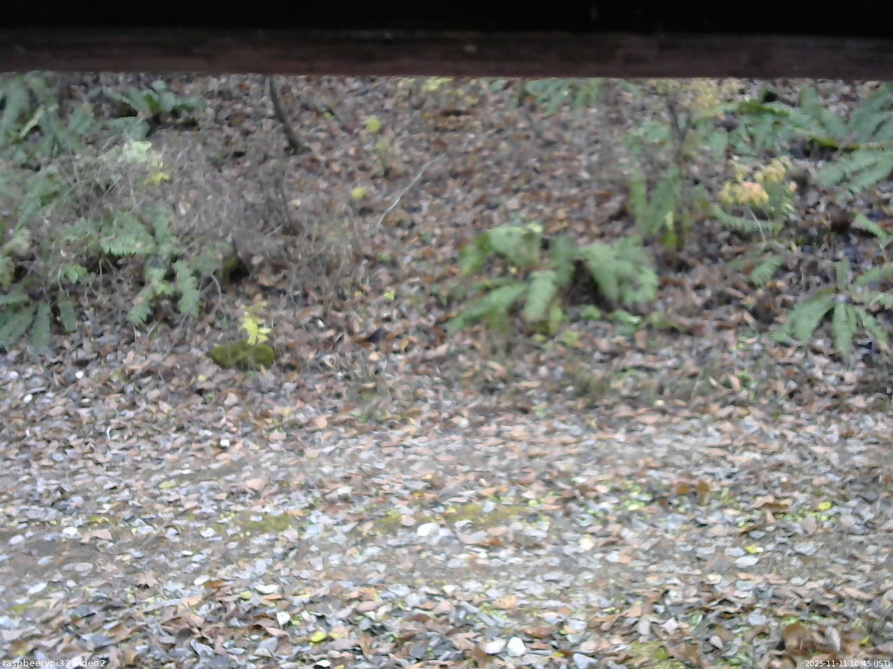 長野県菅平高原 ゆたか山荘 南側 2025/11/11 10:45