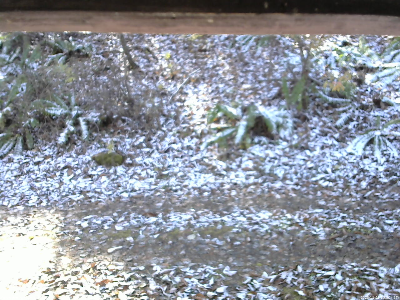 長野県菅平高原 ゆたか山荘 南側 2025/11/12 10:30