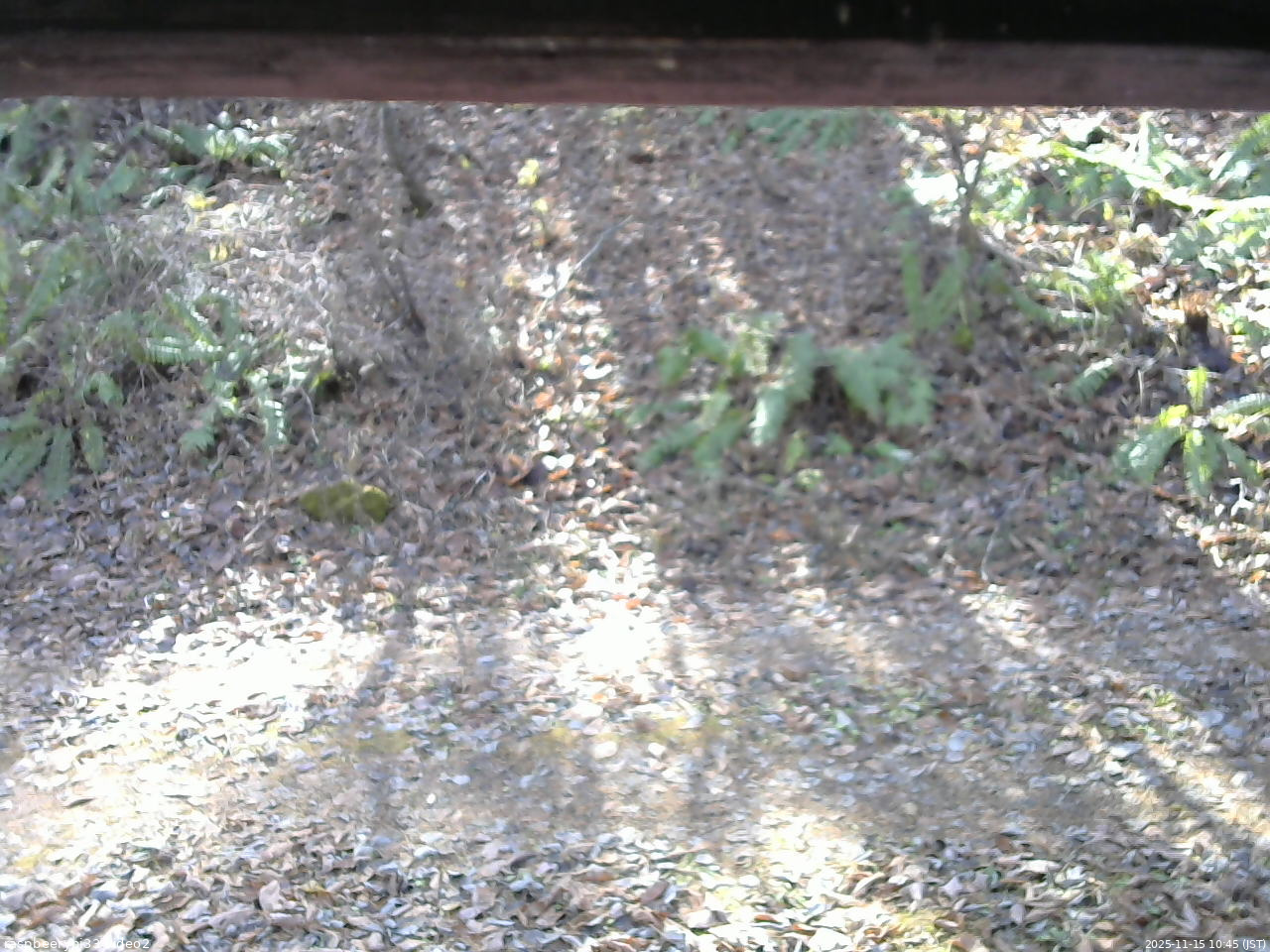 長野県菅平高原 ゆたか山荘 南側 2025/11/15 10:45
