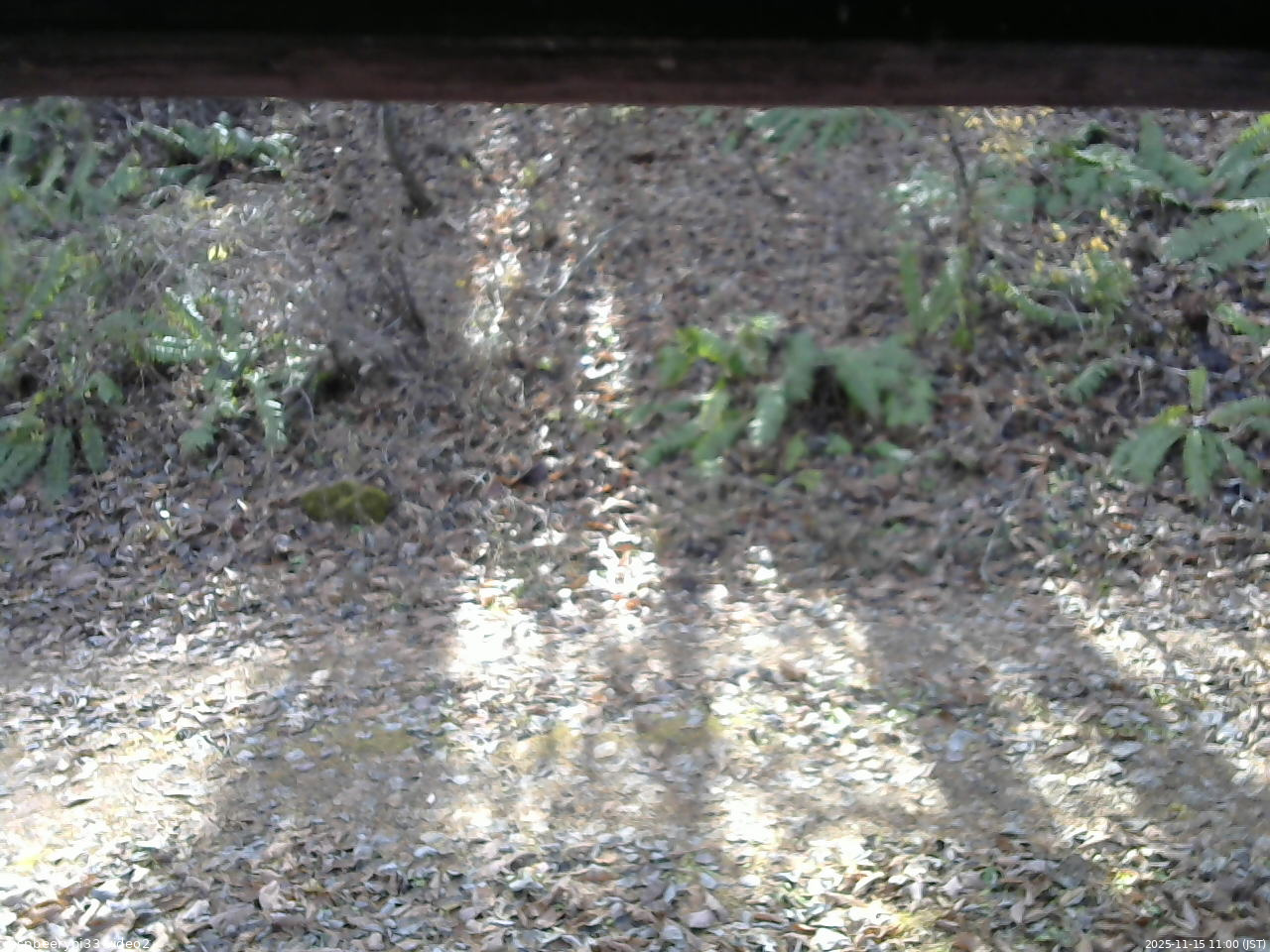 長野県菅平高原 ゆたか山荘 南側 2025/11/15 11:00