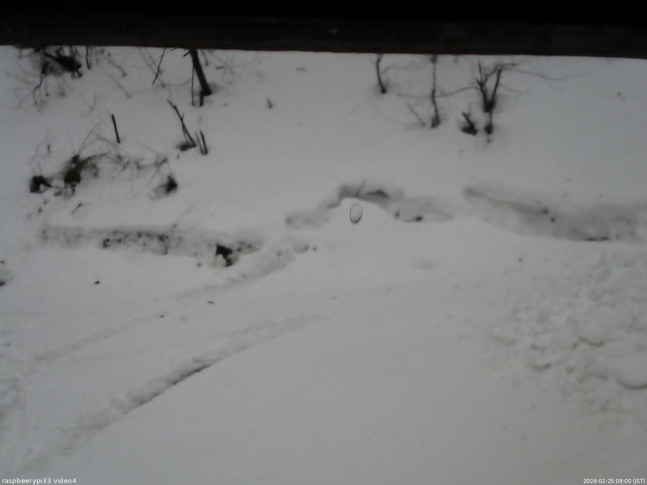 長野県菅平高原 ゆたか山荘 東側(坂下) 2026/02/25 09:00