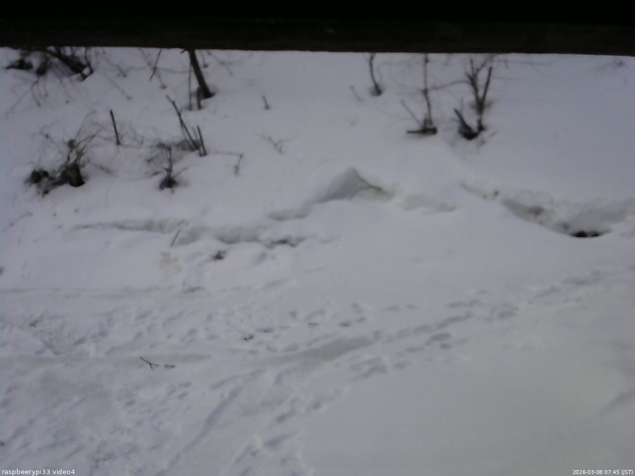 長野県菅平高原 ゆたか山荘 東側(坂下) 2026/03/08 07:45