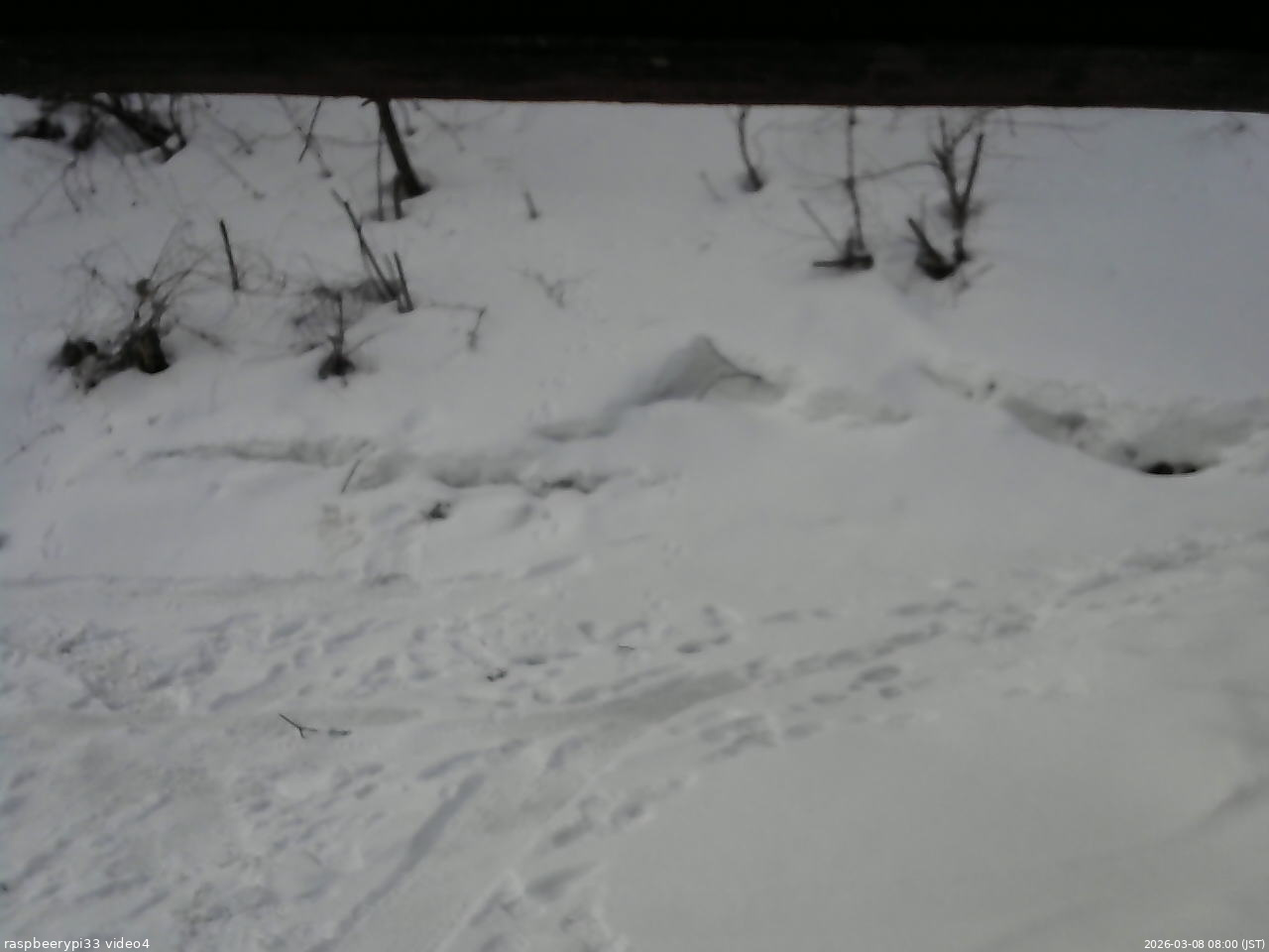 長野県菅平高原 ゆたか山荘 東側(坂下) 2026/03/08 08:00