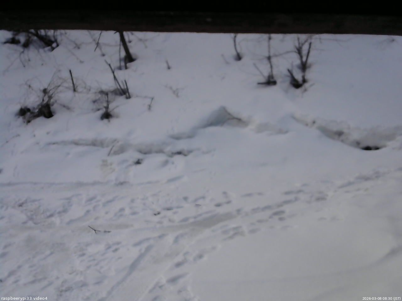長野県菅平高原 ゆたか山荘 東側(坂下) 2026/03/08 08:30
