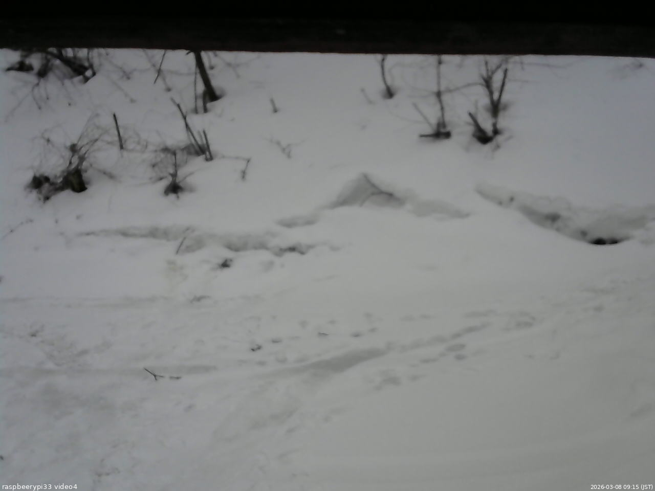 長野県菅平高原 ゆたか山荘 東側(坂下) 2026/03/08 09:15