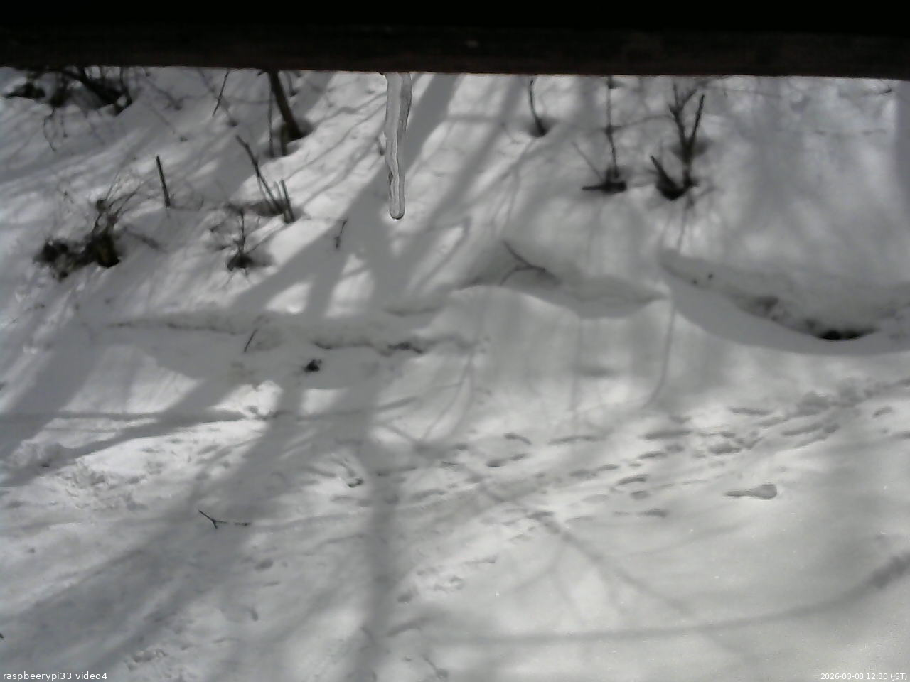 長野県菅平高原 ゆたか山荘 東側(坂下) 2026/03/08 12:30
