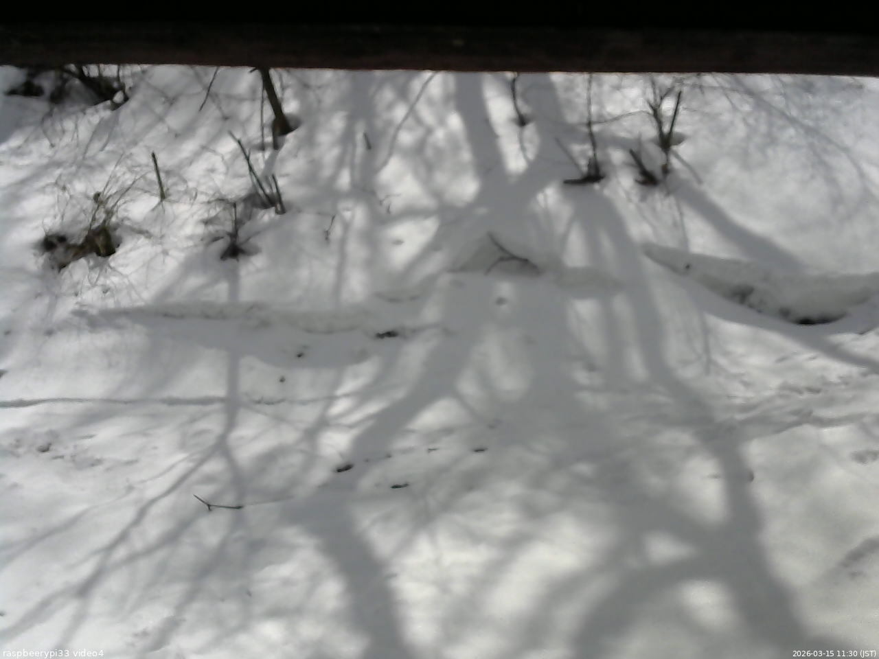 長野県菅平高原 ゆたか山荘 東側(坂下) 2026/03/15 11:30