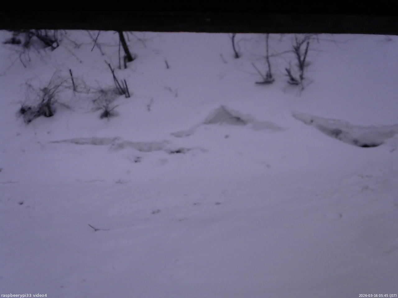 長野県菅平高原 ゆたか山荘 東側(坂下) 2026/03/16 05:45