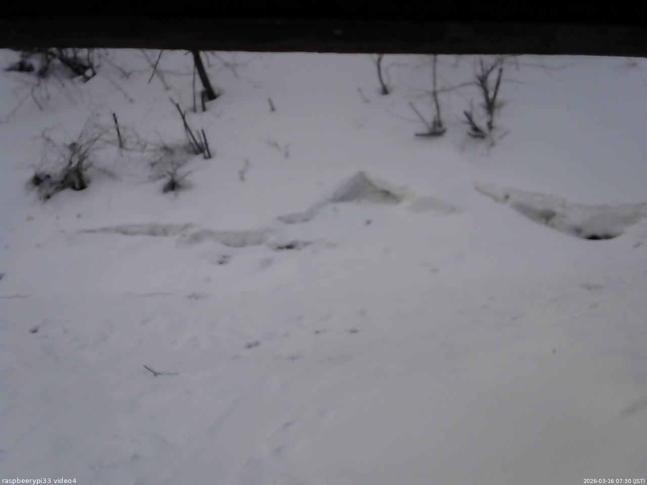 長野県菅平高原 ゆたか山荘 東側(坂下) 2026/03/16 07:30