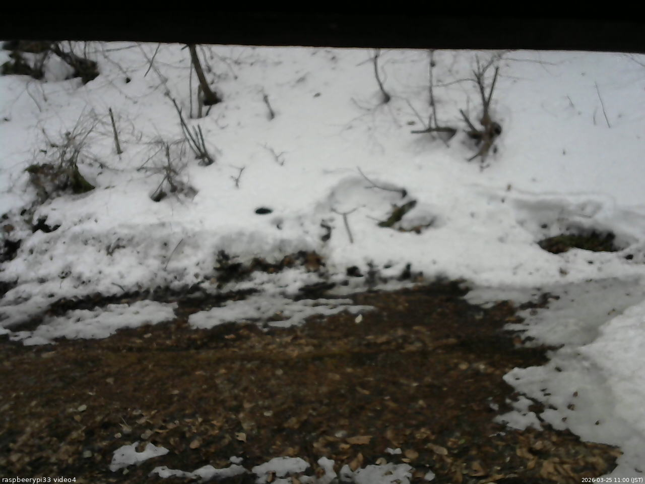 長野県菅平高原 ゆたか山荘 東側(坂下) 2026/03/25 11:00