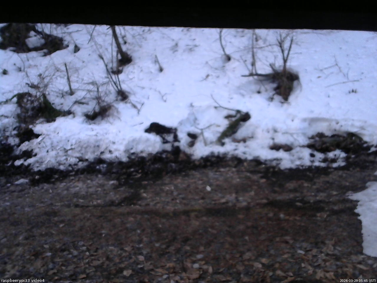 長野県菅平高原 ゆたか山荘 東側(坂下) 2026/03/29 05:45