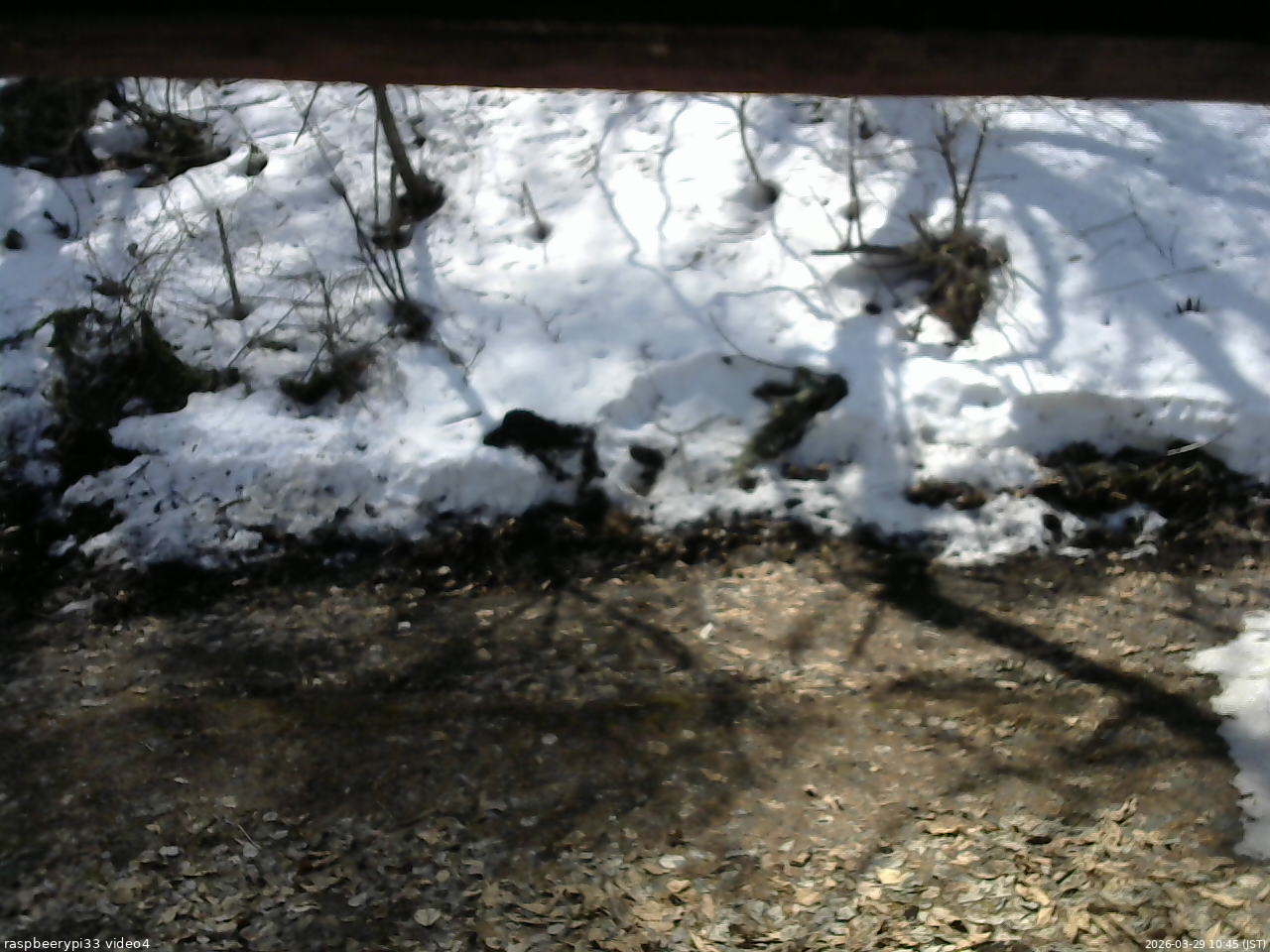 長野県菅平高原 ゆたか山荘 東側(坂下) 2026/03/29 10:45