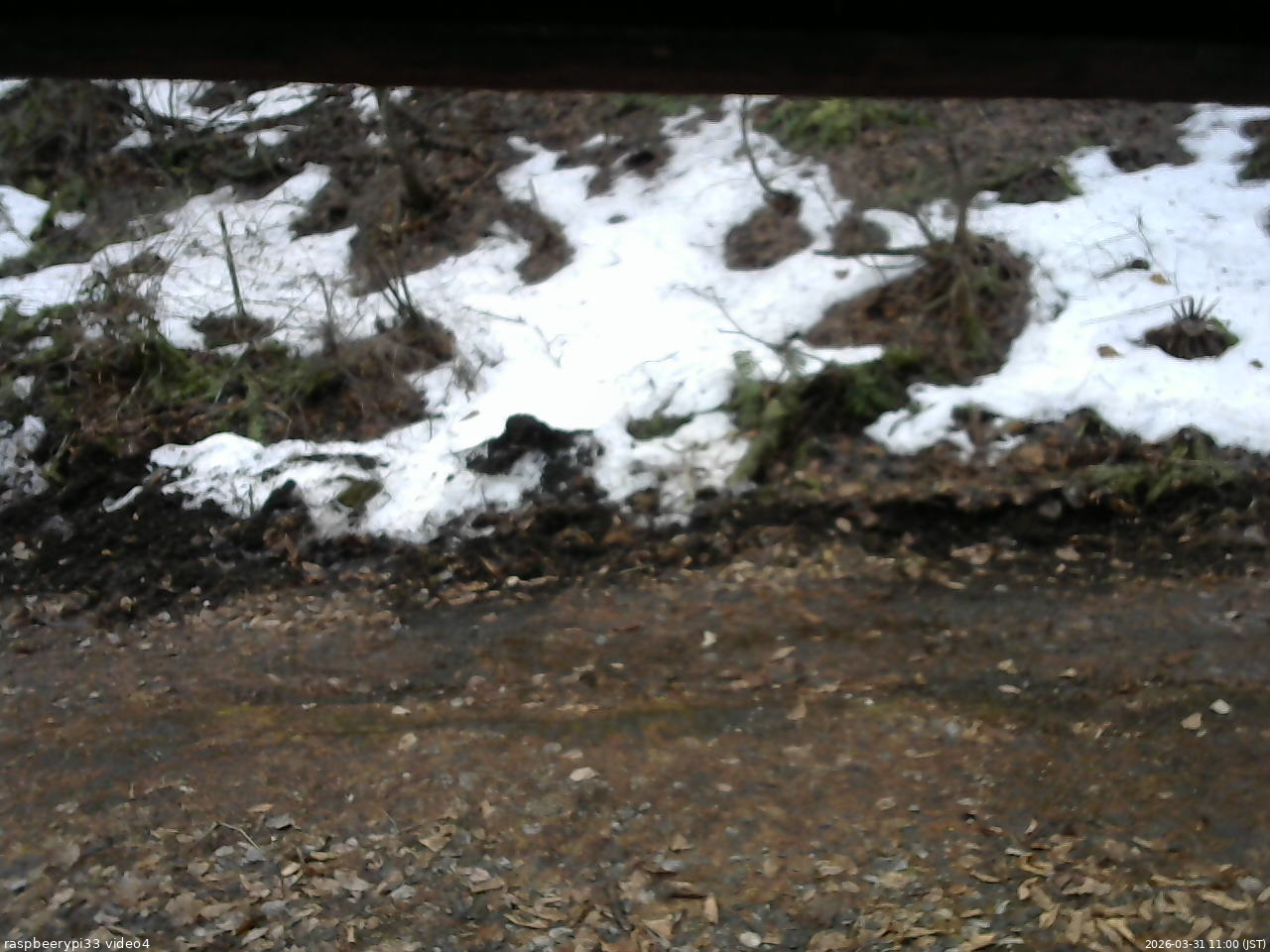 長野県菅平高原 ゆたか山荘 東側(坂下) 2026/03/31 11:00