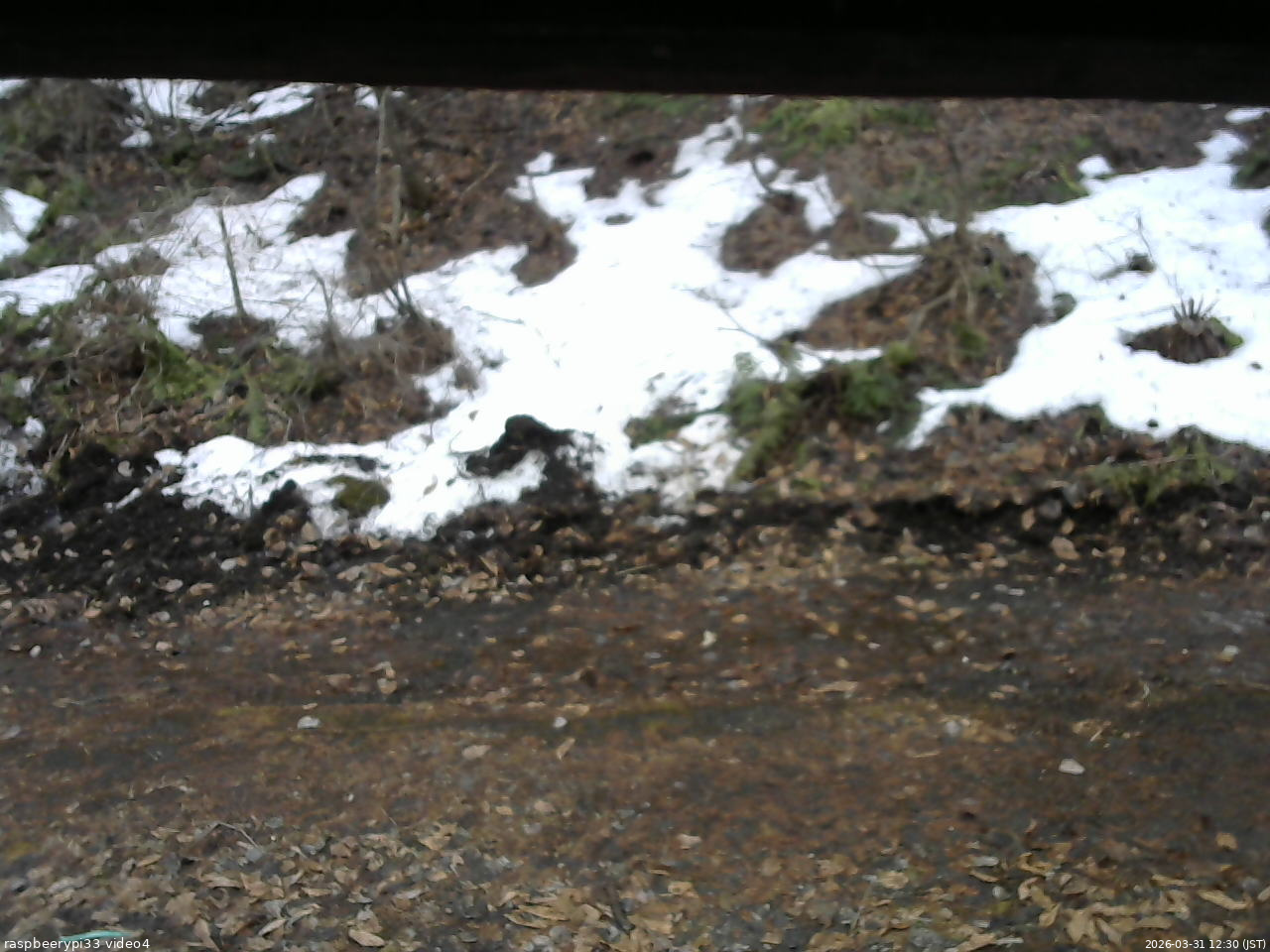 長野県菅平高原 ゆたか山荘 東側(坂下) 2026/03/31 12:30