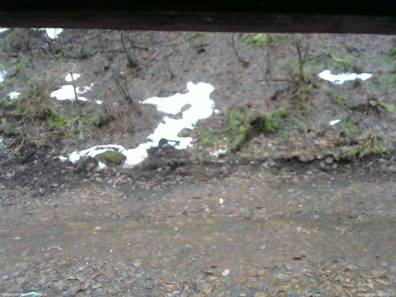 長野県菅平高原 ゆたか山荘 東側(坂下) 2026/04/01 08:30