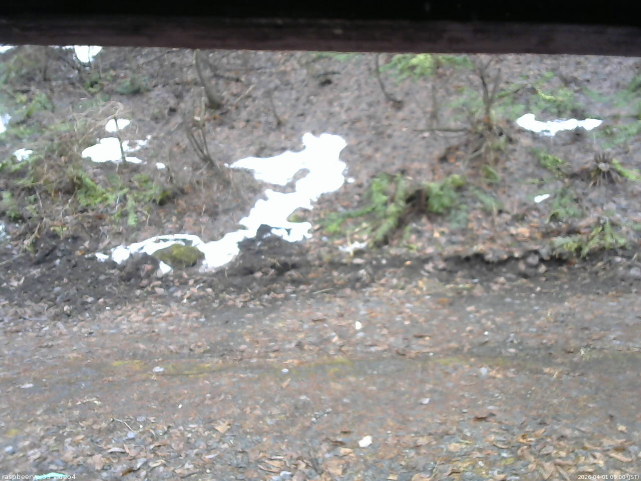 長野県菅平高原 ゆたか山荘 東側(坂下) 2026/04/01 09:00