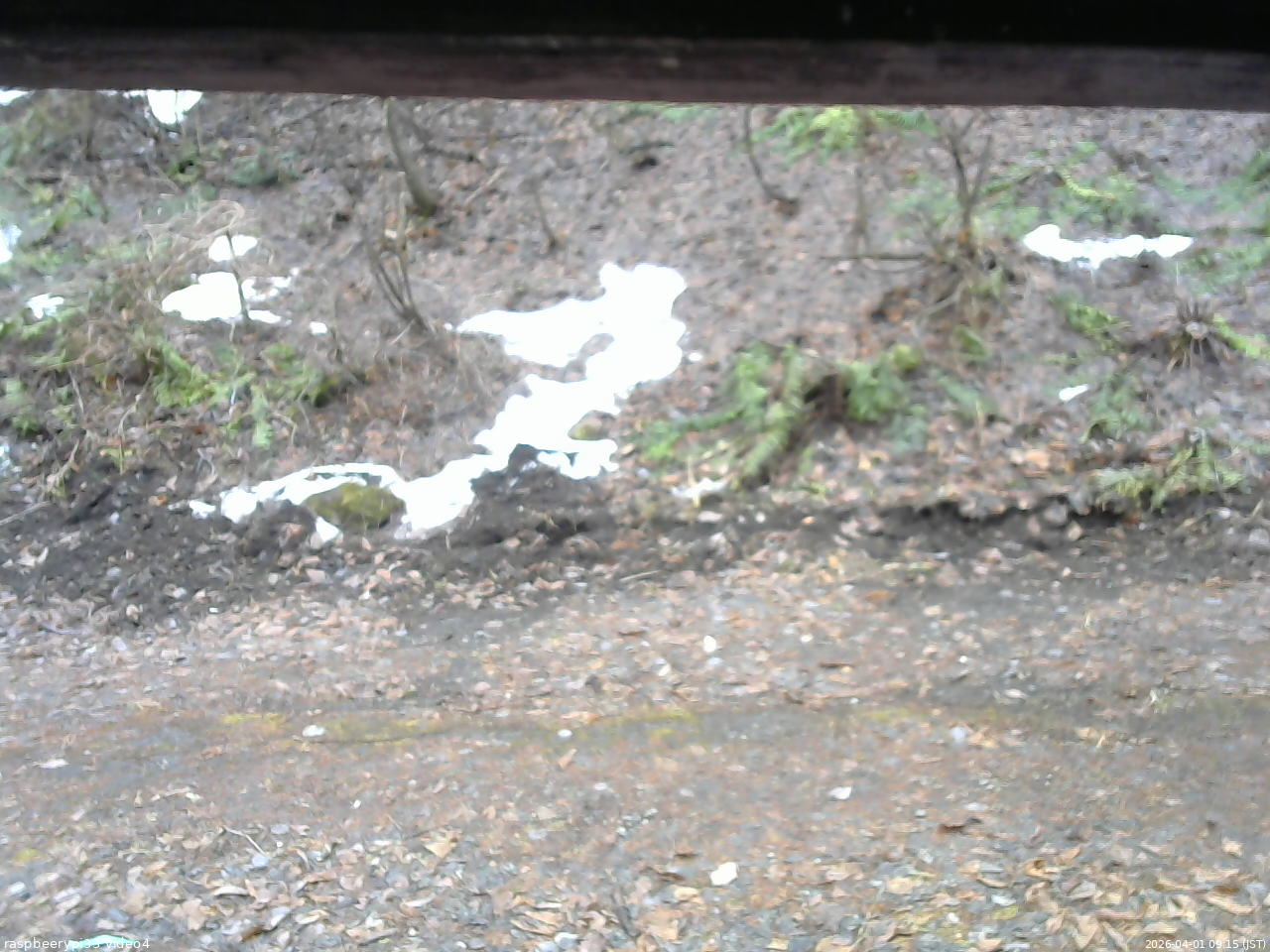 長野県菅平高原 ゆたか山荘 東側(坂下) 2026/04/01 09:15