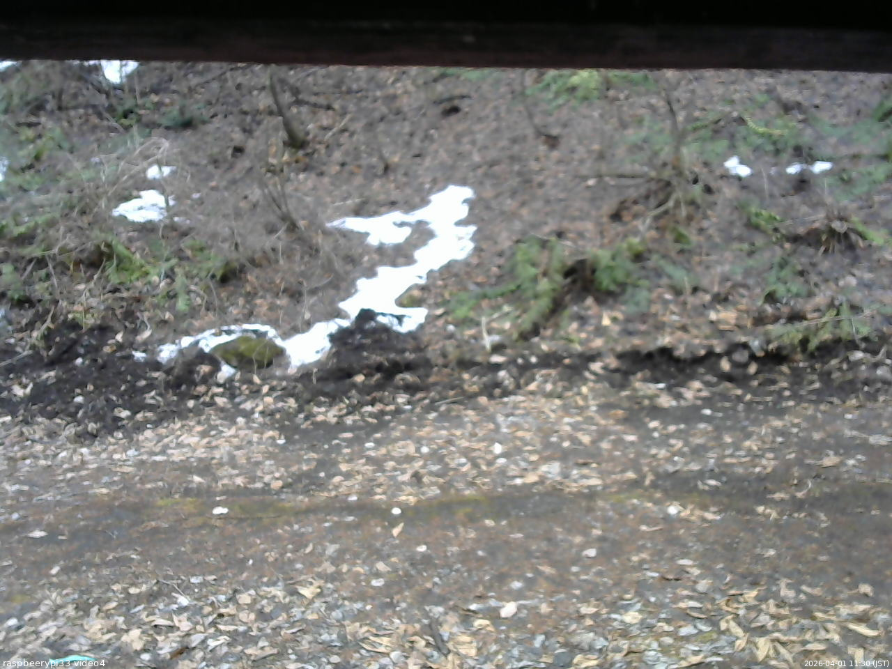 長野県菅平高原 ゆたか山荘 東側(坂下) 2026/04/01 11:30