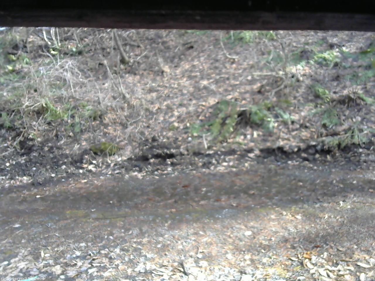 長野県菅平高原 ゆたか山荘 東側(坂下) 2026/04/02 15:30