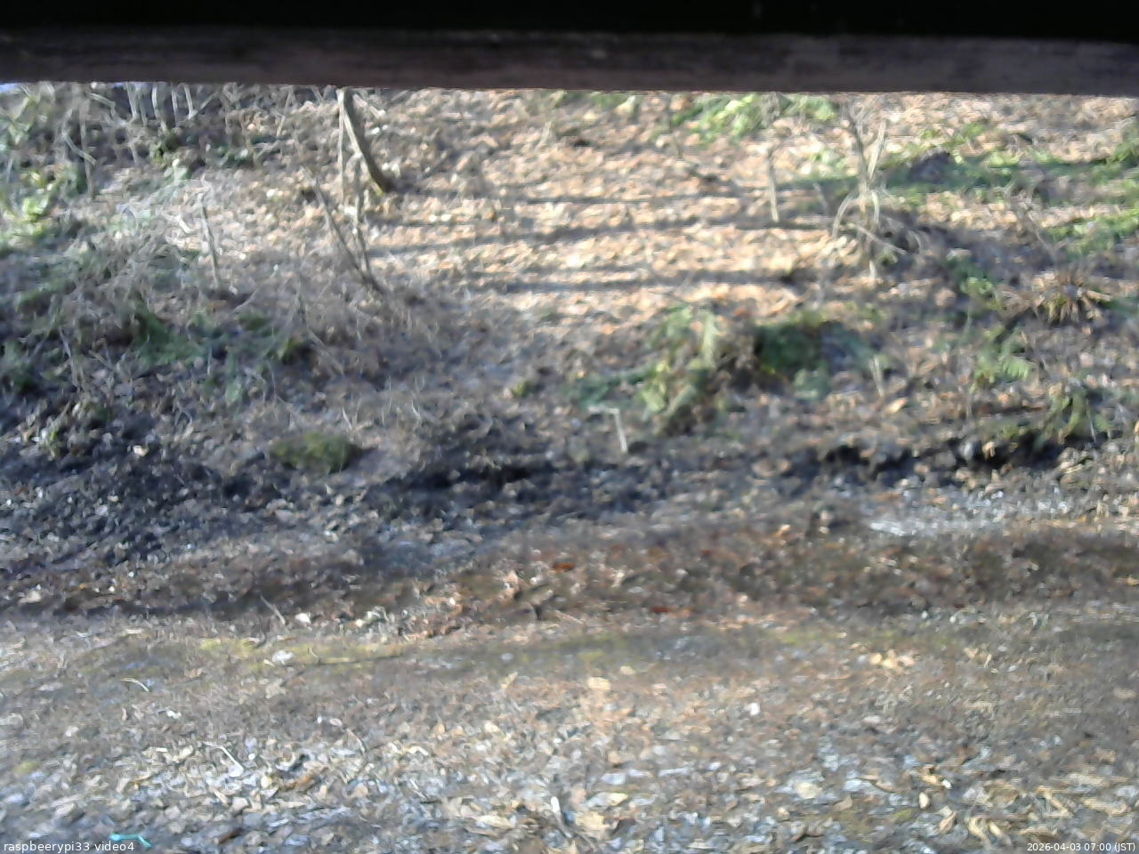 長野県菅平高原 ゆたか山荘 東側(坂下) 2026/04/03 07:00