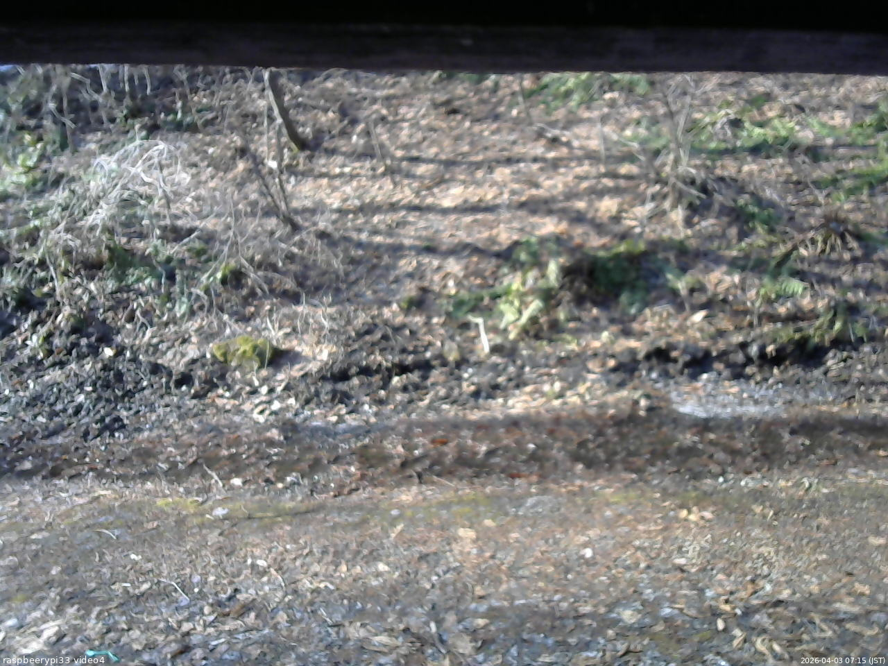 長野県菅平高原 ゆたか山荘 東側(坂下) 2026/04/03 07:15