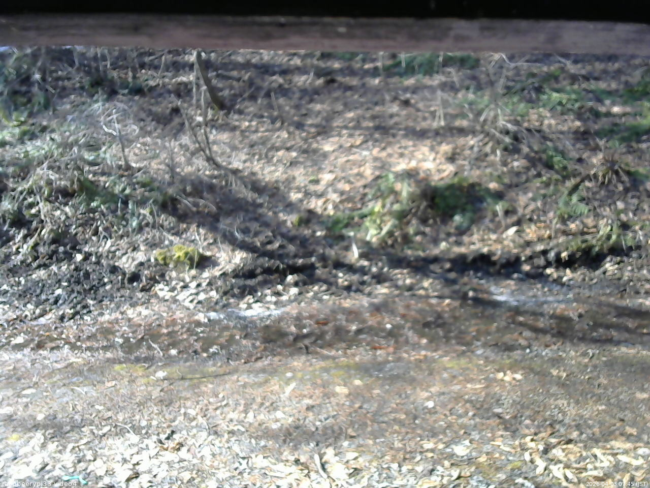 長野県菅平高原 ゆたか山荘 東側(坂下) 2026/04/03 07:45