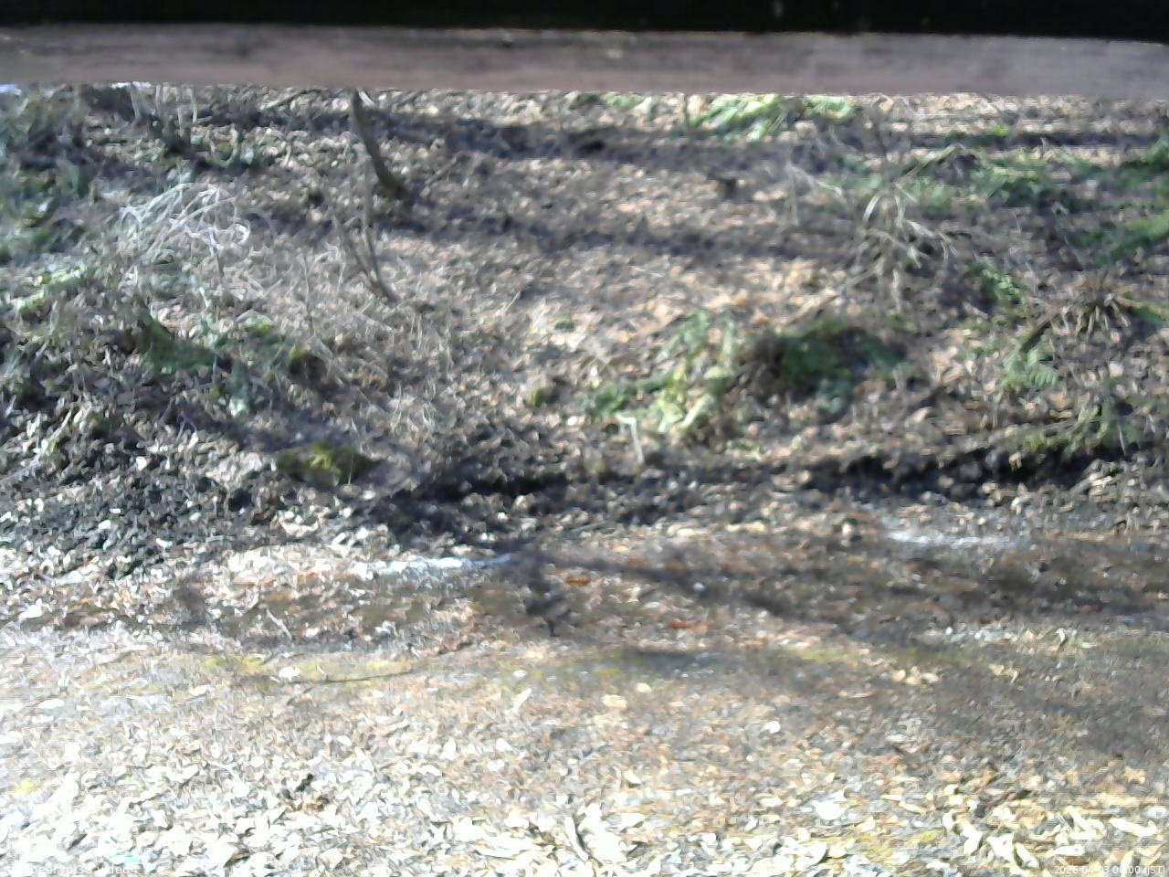 長野県菅平高原 ゆたか山荘 東側(坂下) 2026/04/03 08:00