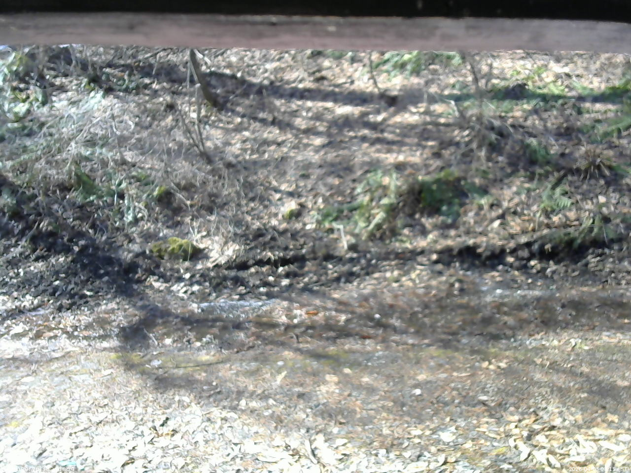 長野県菅平高原 ゆたか山荘 東側(坂下) 2026/04/03 08:15