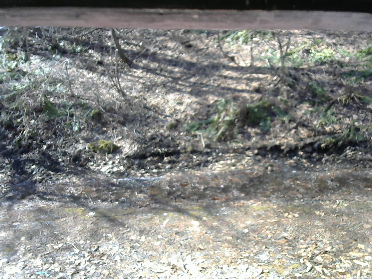 長野県菅平高原 ゆたか山荘 東側(坂下) 2026/04/03 08:30
