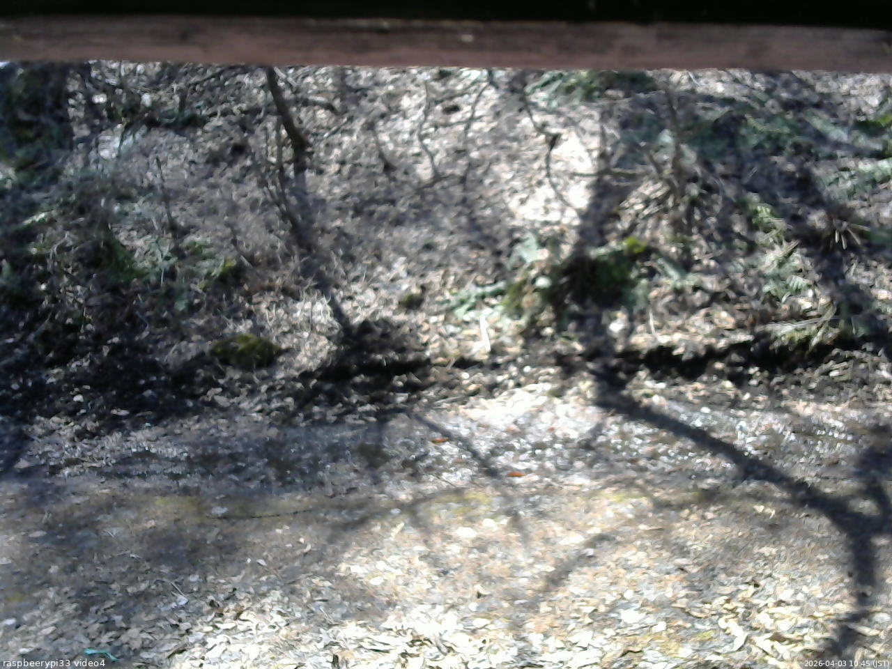 長野県菅平高原 ゆたか山荘 東側(坂下) 2026/04/03 10:45