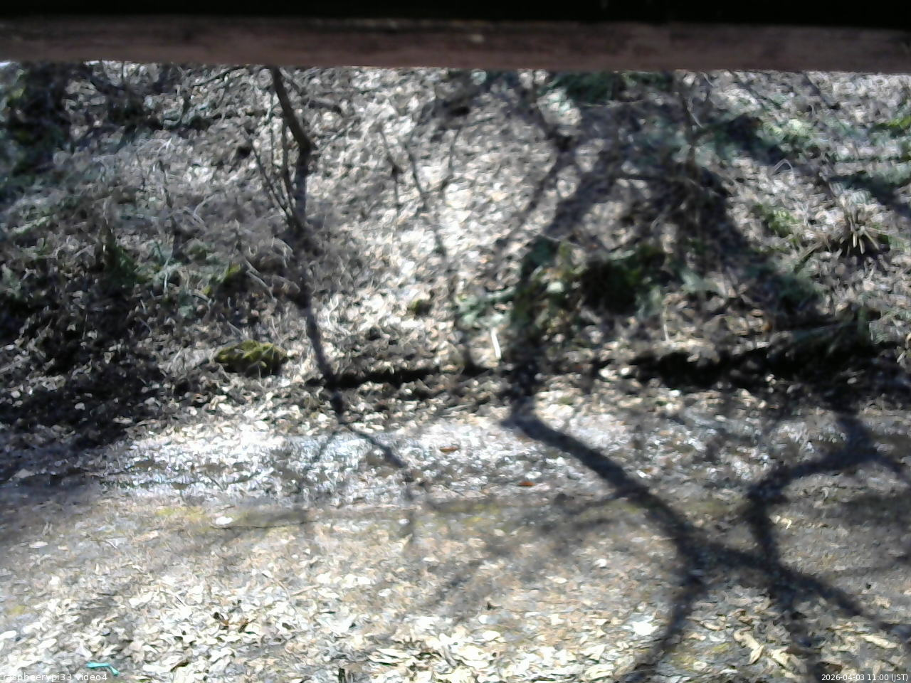 長野県菅平高原 ゆたか山荘 東側(坂下) 2026/04/03 11:00