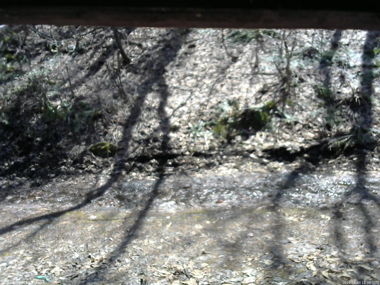 長野県菅平高原 ゆたか山荘 東側(坂下) 2026/04/03 12:30