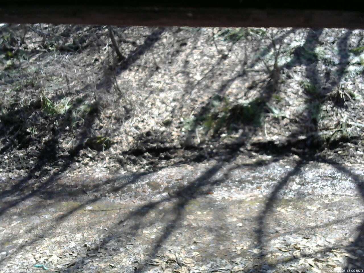 長野県菅平高原 ゆたか山荘 東側(坂下) 2026/04/03 13:00