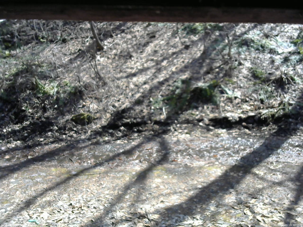 長野県菅平高原 ゆたか山荘 東側(坂下) 2026/04/03 13:30