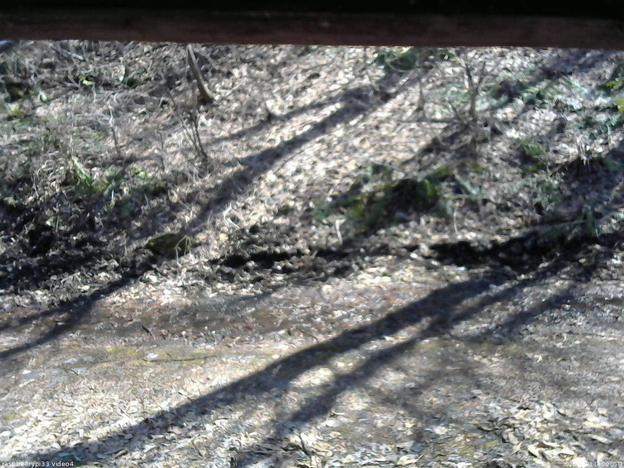 長野県菅平高原 ゆたか山荘 東側(坂下) 2026/04/03 14:00