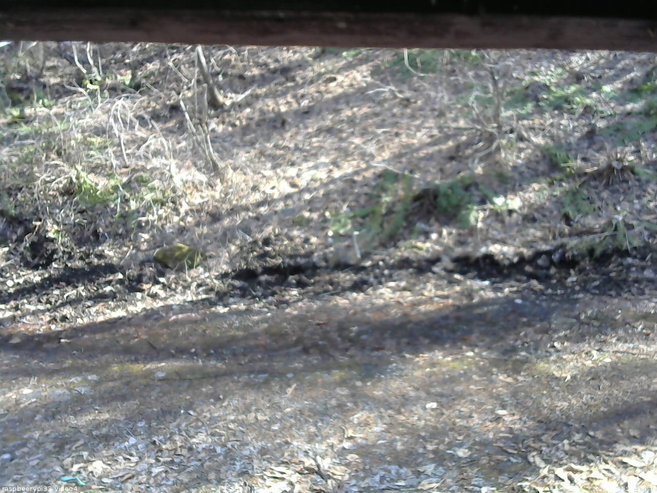 長野県菅平高原 ゆたか山荘 東側(坂下) 2026/04/03 15:15