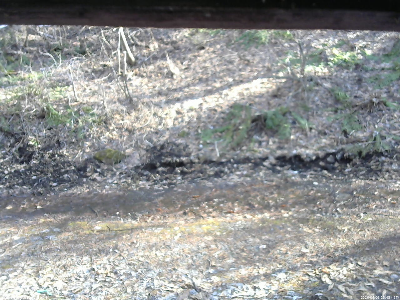 長野県菅平高原 ゆたか山荘 東側(坂下) 2026/04/03 15:45