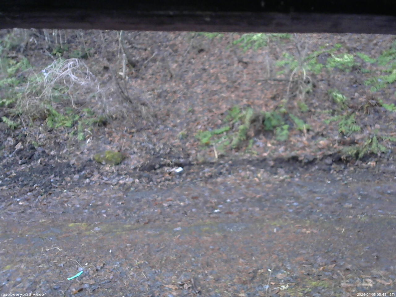 長野県菅平高原 ゆたか山荘 東側(坂下) 2026/04/05 05:45