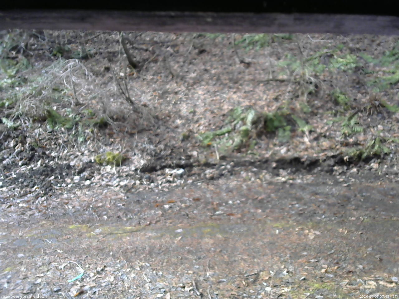 長野県菅平高原 ゆたか山荘 東側(坂下) 2026/04/05 07:45