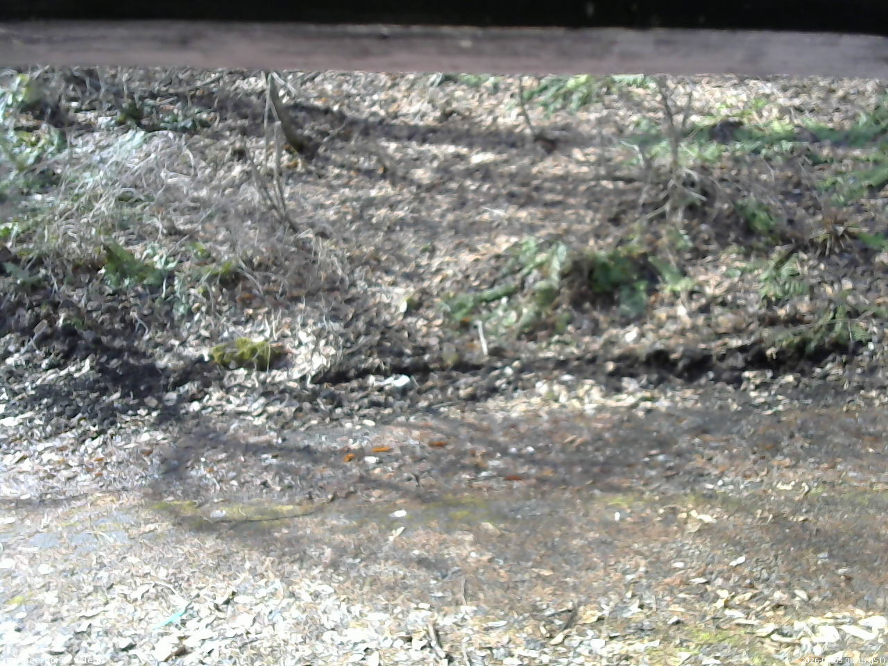 長野県菅平高原 ゆたか山荘 東側(坂下) 2026/04/05 08:15