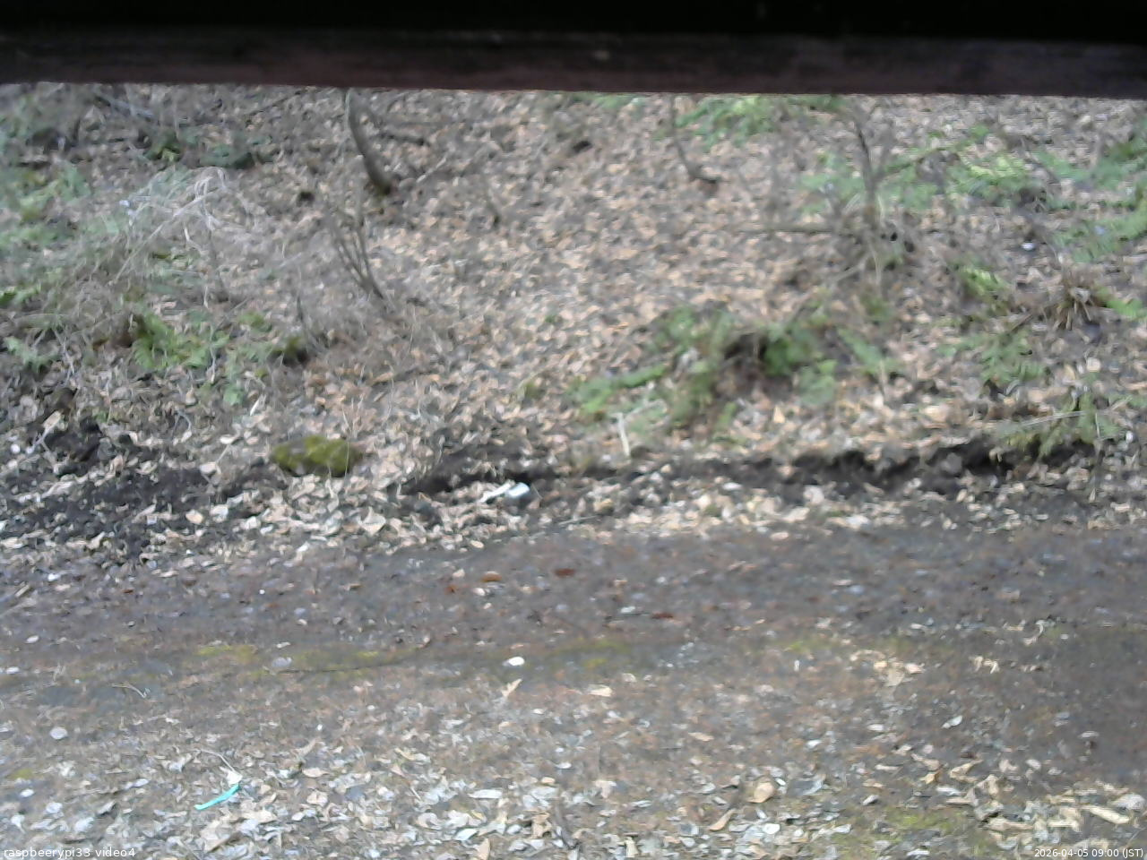 長野県菅平高原 ゆたか山荘 東側(坂下) 2026/04/05 09:00